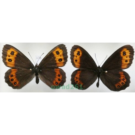 Erebia ligea (Linnaeus, 1758) pair Czech17b